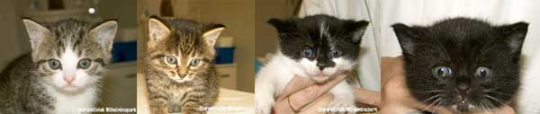 kittens van 7 weken leeftijd